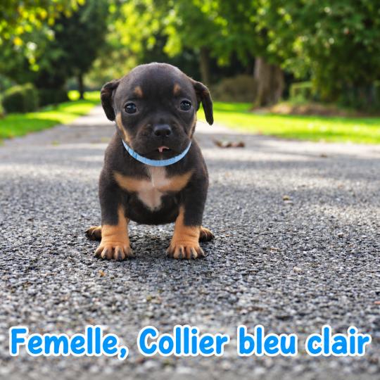 chiot American Bully tricolore noir Phoenix bully's kennel  