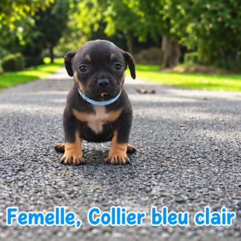 8e chiot (Portée Unknown mommy ❤ Unknown daddy) - Femelle tricolore noir collier bleu clair Femelle American Bully