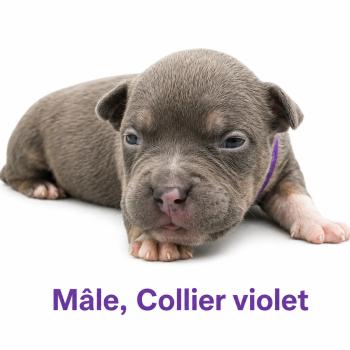 1er chiot (Portée Unknown mommy ❤ Unknown daddy) - Mâle Tricolore bleu violet Mâle American Bully