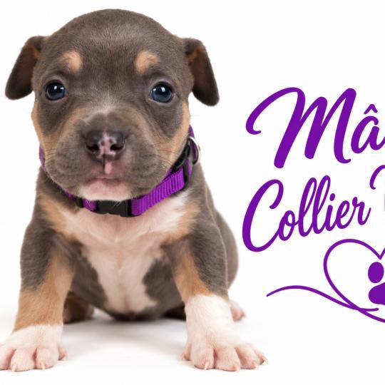 chiot American Bully Tricolore bleu Phoenix bully's kennel  