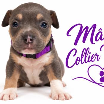 1er chiot (Portée Unknown mommy ❤ Unknown daddy) - Mâle Tricolore bleu violet Mâle American Bully