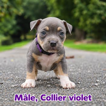 1er chiot (Portée Unknown mommy ❤ Unknown daddy) - Mâle Tricolore bleu violet Mâle American Bully