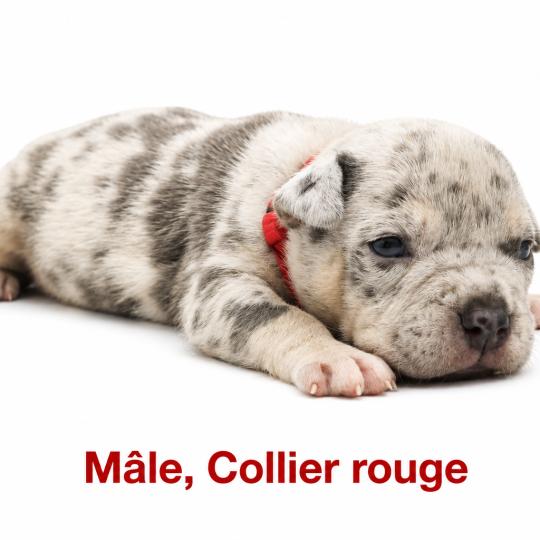 2e chiot (Portée Unknown mommy ❤ Unknown daddy) - Mâle tricolore bleu merle collier rouge Mâle American Bully