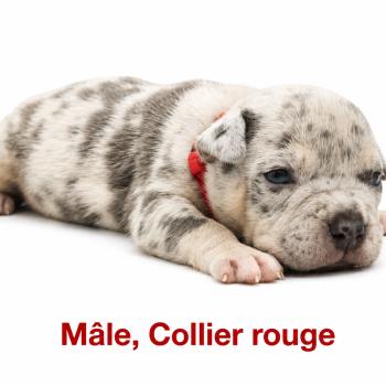 2e chiot (Portée Unknown mommy ❤ Unknown daddy) - Mâle tricolore bleu merle collier rouge Mâle American Bully