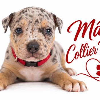 2e chiot (Portée Unknown mommy ❤ Unknown daddy) - Mâle tricolore bleu merle collier rouge Mâle American Bully