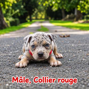 2e chiot (Portée Unknown mommy ❤ Unknown daddy) - Mâle tricolore bleu merle collier rouge Mâle American Bully