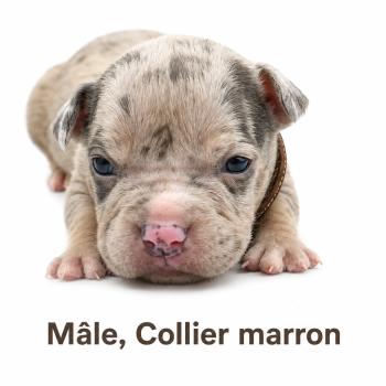 3e chiot (Portée Unknown mommy ❤ Unknown daddy) - Mâle tricolore bleu merle marron Mâle American Bully