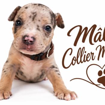 3e chiot (Portée Unknown mommy ❤ Unknown daddy) - Mâle tricolore bleu merle marron Mâle American Bully