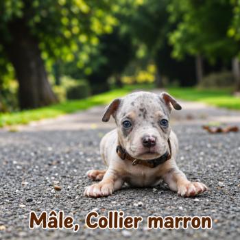 3e chiot (Portée Unknown mommy ❤ Unknown daddy) - Mâle tricolore bleu merle marron Mâle American Bully