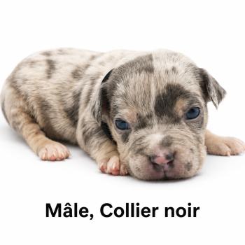 4e chiot (Portée Unknown mommy ❤ Unknown daddy) - Mâle tricolore bleu merle noir Mâle American Bully