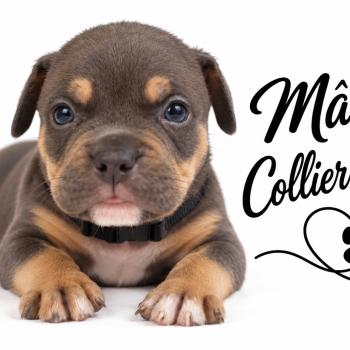 4e chiot (Portée Unknown mommy ❤ Unknown daddy) - Mâle tricolore bleu merle noir Mâle American Bully