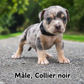 4e chiot (Portée Unknown mommy ❤ Unknown daddy) - Mâle tricolore bleu merle noir Mâle American Bully