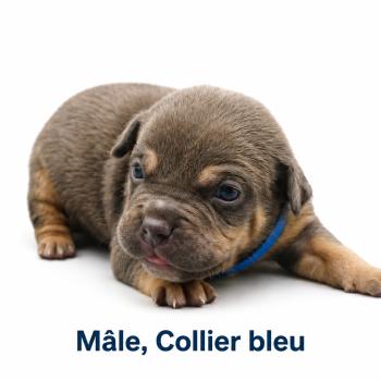 1er chiot (Portée Unknown mommy ❤ Unknown daddy) - Mâle tricolore bleu collier bleu Mâle American Bully