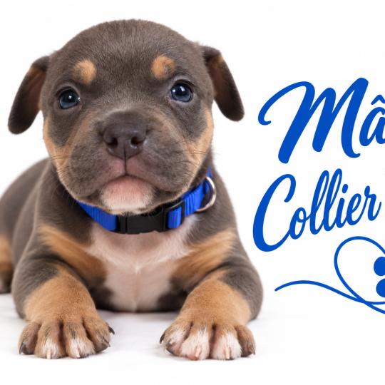 chiot American Bully tricolore bleu Phoenix bully's kennel  