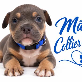 5e chiot (Portée Unknown mommy ❤ Unknown daddy) - Mâle tricolore bleu collier bleu Mâle American Bully