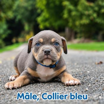 5e chiot (Portée Unknown mommy ❤ Unknown daddy) - Mâle tricolore bleu collier bleu Mâle American Bully