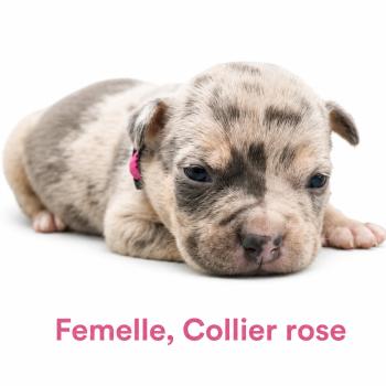 6e chiot (Portée Unknown mommy ❤ Unknown daddy) - Femelle tricolore bleu merle rose Femelle American Bully