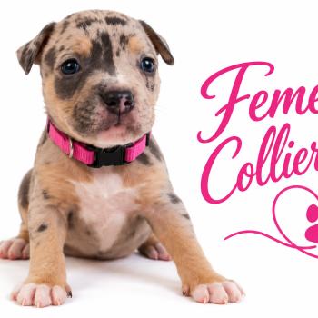 6e chiot (Portée Unknown mommy ❤ Unknown daddy) - Femelle tricolore bleu merle rose Femelle American Bully