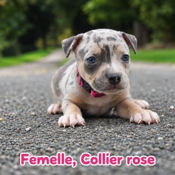 6e chiot (Portée Unknown mommy ❤ Unknown daddy) - Femelle tricolore bleu merle rose Femelle American Bully