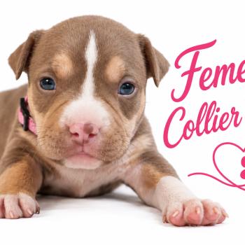 1er chiot (Portée Unknown mommy ❤ Unknown daddy) - Femelle tricolore chocolat collier rose Femelle American Bully