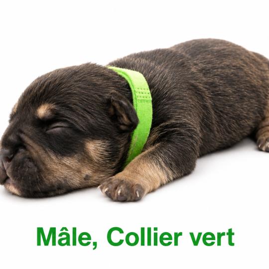 2e chiot (Portée Unknown mommy ❤ Unknown daddy) - Mâle tricolore noir collier vert Mâle American Bully
