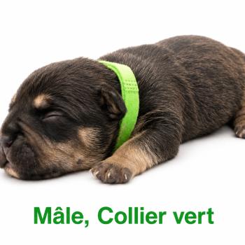2e chiot (Portée Unknown mommy ❤ Unknown daddy) - Mâle tricolore noir collier vert Mâle American Bully