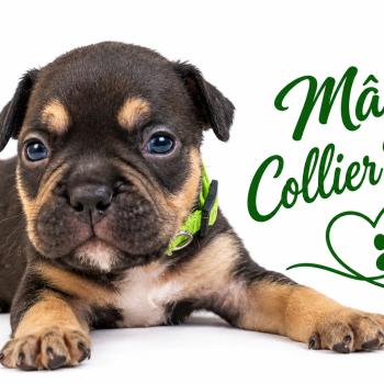 2e chiot (Portée Unknown mommy ❤ Unknown daddy) - Mâle tricolore noir collier vert Mâle American Bully