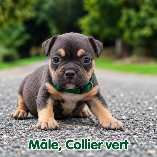 chiot American Bully tricolore noir Phoenix bully's kennel  