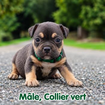 1er chiot (Portée Unknown mommy ❤ Unknown daddy) - Mâle tricolore noir collier vert Mâle American Bully