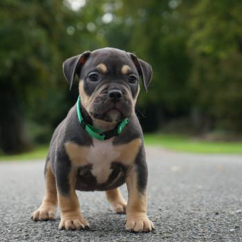 1er chiot (Portée Mère inconnue ❤ Père inconnu) - Mâle tricolore noir collier vert Mâle American Bully