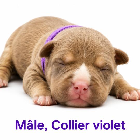 3e chiot (Portée Unknown mommy ❤ Unknown daddy) - Mâle tricolore chocolat collier violet Mâle American Bully