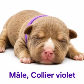 3e chiot (Portée Unknown mommy ❤ Unknown daddy) - Mâle tricolore chocolat collier violet Mâle American Bully