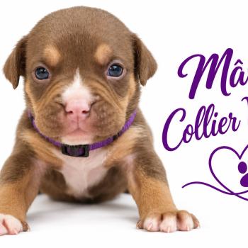 3e chiot (Portée Unknown mommy ❤ Unknown daddy) - Mâle tricolore chocolat collier violet Mâle American Bully
