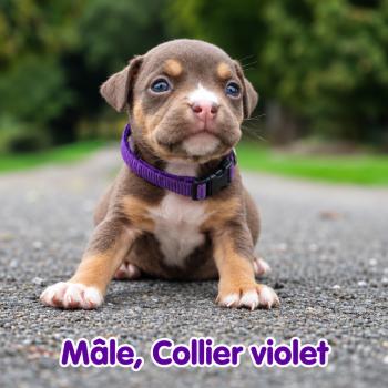 2e chiot (Portée Unknown mommy ❤ Unknown daddy) - Mâle tricolore chocolat collier violet Mâle American Bully
