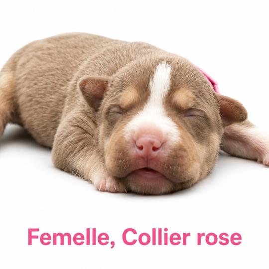 chiot American Bully Tricolore noir Phoenix bully's kennel  