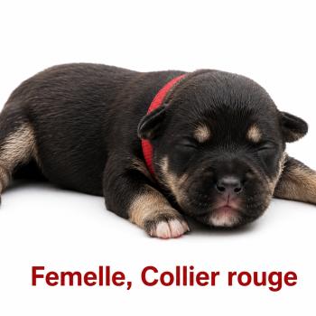 1er chiot (Portée Unknown mommy ❤ Unknown daddy) - Femelle Tricolore noir collier rouge Femelle American Bully