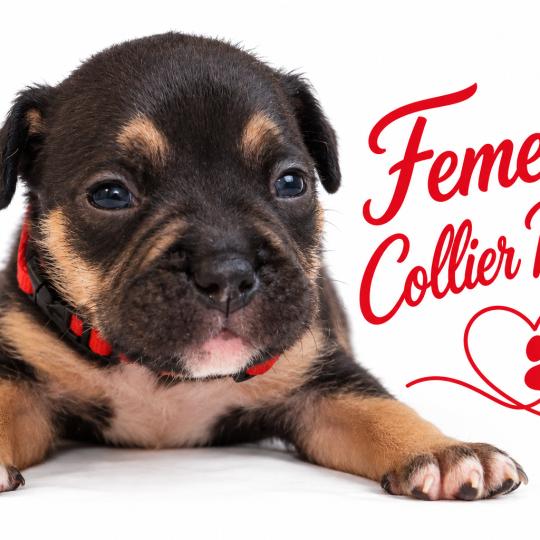 chiot American Bully Tricolore noir Phoenix bully's kennel  