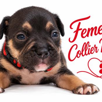 4e chiot (Portée Unknown mommy ❤ Unknown daddy) - Femelle Tricolore noir collier rouge Femelle American Bully