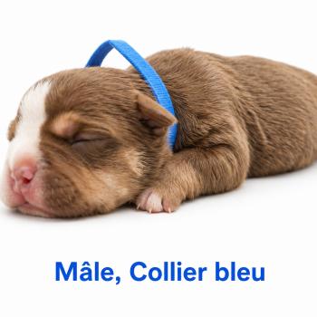 5e chiot (Portée Unknown mommy ❤ Unknown daddy) - Mâle tricolore chocolat collier bleu Mâle American Bully