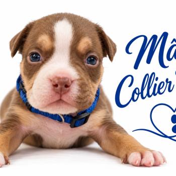 5e chiot (Portée Unknown mommy ❤ Unknown daddy) - Mâle tricolore chocolat collier bleu Mâle American Bully
