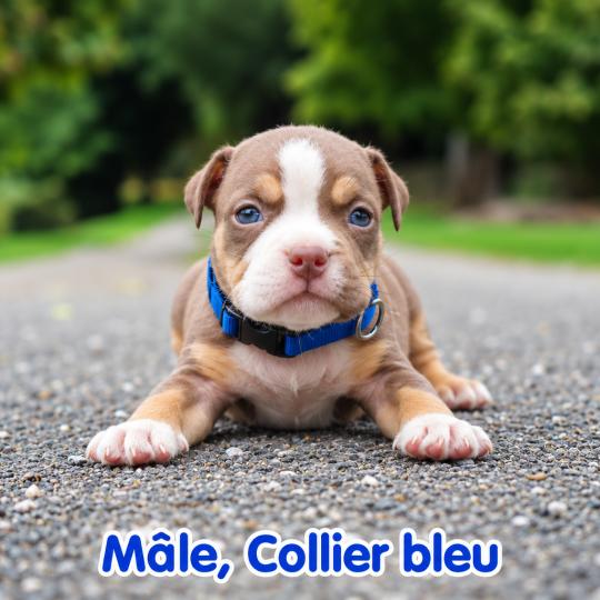 chiot American Bully tricolore chocolat Phoenix bully's kennel  