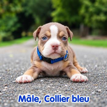 4e chiot (Portée Unknown mommy ❤ Unknown daddy) - Mâle tricolore chocolat collier bleu Mâle American Bully