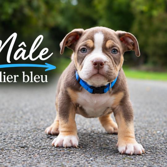 chiot American Bully tricolore chocolat Phoenix bully's kennel  