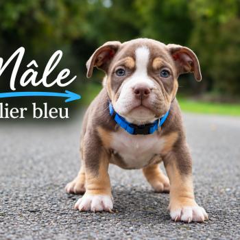 2e chiot (Portée Mère inconnue ❤ Père inconnu) - Mâle tricolore chocolat collier bleu Mâle American Bully