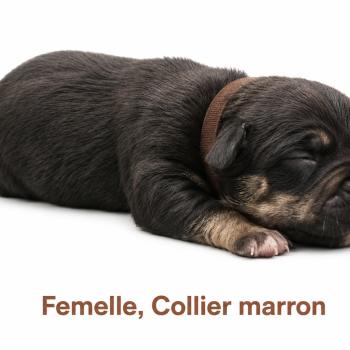 6e chiot (Portée Unknown mommy ❤ Unknown daddy) - Femelle tricolore noir collier marron Femelle American Bully