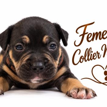 6e chiot (Portée Unknown mommy ❤ Unknown daddy) - Femelle tricolore noir collier marron Femelle American Bully