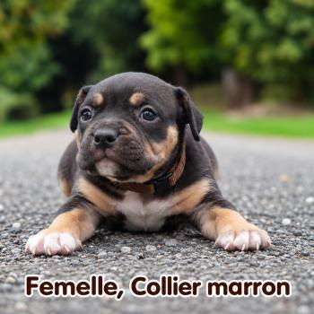 5e chiot (Portée Unknown mommy ❤ Unknown daddy) - Femelle tricolore noir collier marron Femelle American Bully