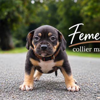 3e chiot (Portée Mère inconnue ❤ Père inconnu) - Femelle tricolore noir collier marron Femelle American Bully