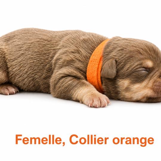 7e chiot (Portée Unknown mommy ❤ Unknown daddy) - Femelle tricolore chocolat collier orange Femelle American Bully