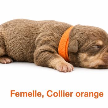 7e chiot (Portée Unknown mommy ❤ Unknown daddy) - Femelle tricolore chocolat collier orange Femelle American Bully
